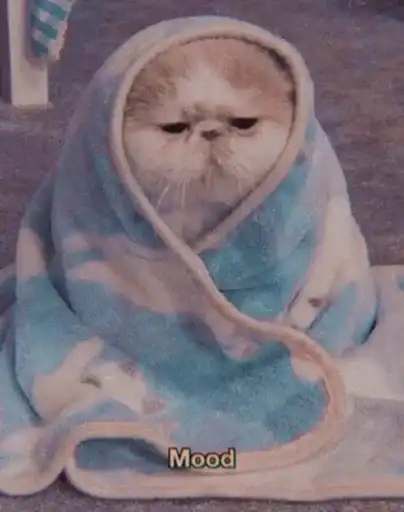 Ми-ми котики в preview