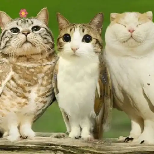 Sticker 👨‍👩‍👧