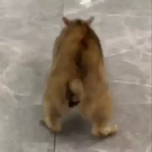 Sticker 🏃‍♀️