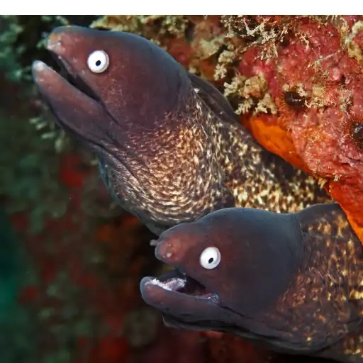 Sticker 👯‍♂️