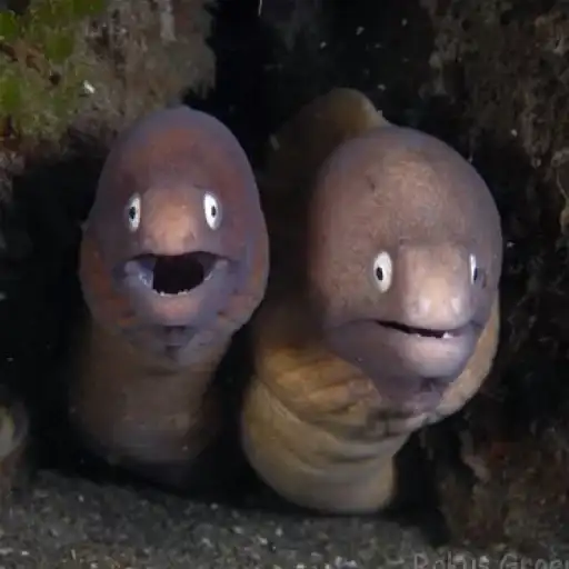 Sticker 👯‍♀️