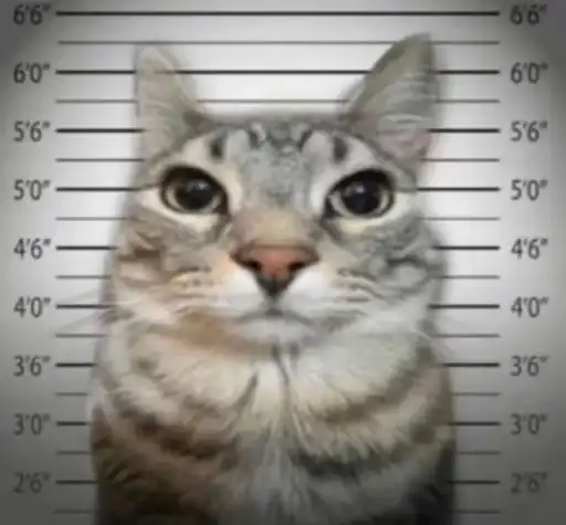 Lil ocram братья preview