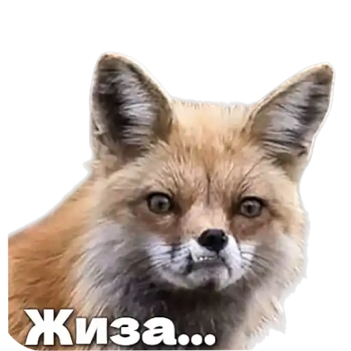 Sticker 🦊
