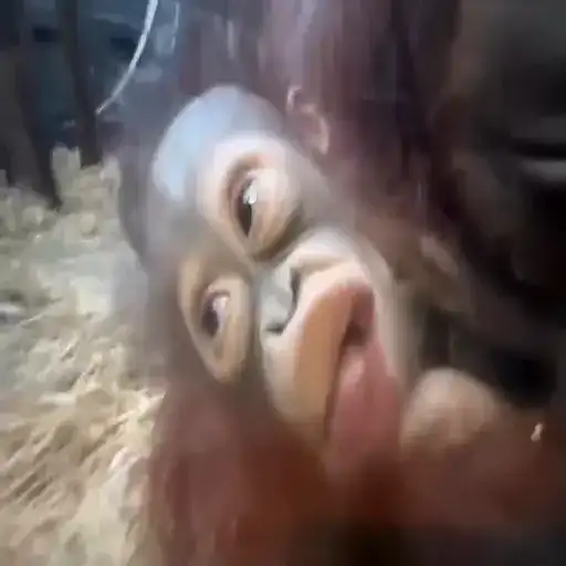 Манке брадки preview