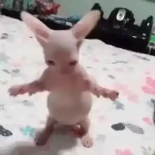 Sticker 👯‍♀️