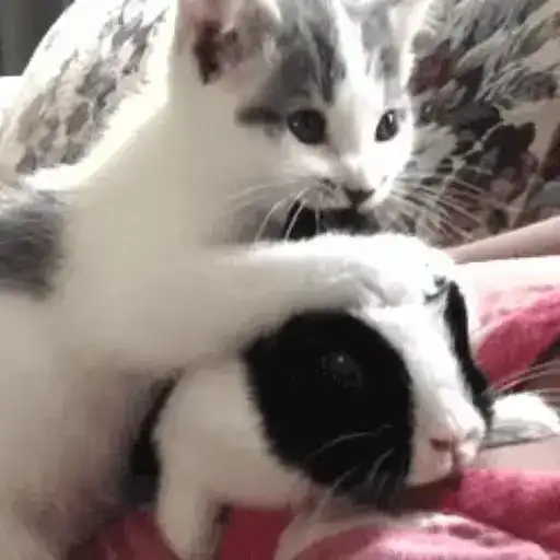 🐇bunnies gif✨ preview