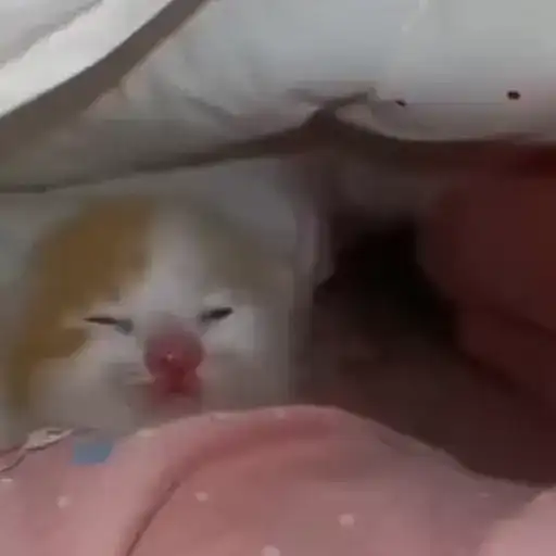 Sticker 🐈‍⬛️