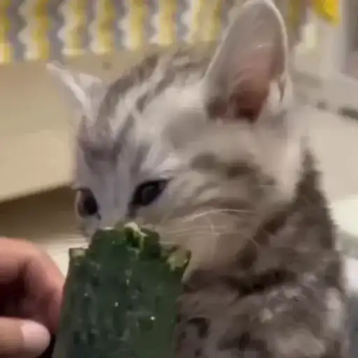 Sticker 🐈‍⬛️