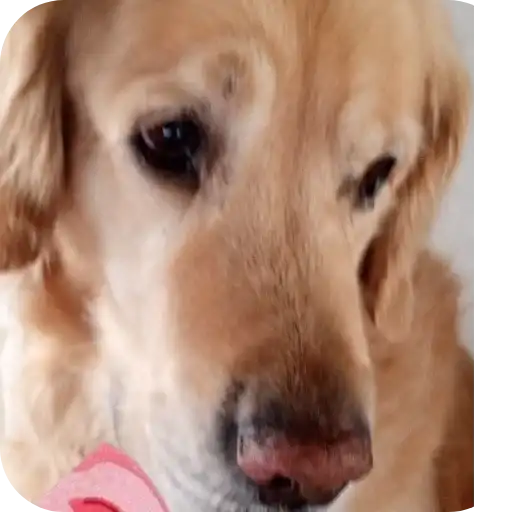 Шерлок🐶 preview