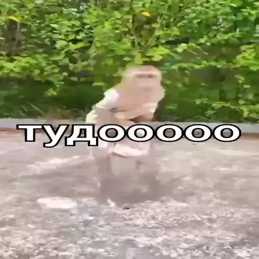 Обезьяны ПОН preview