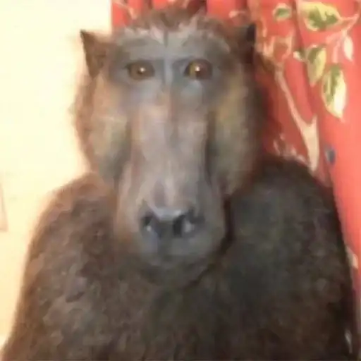 Melhor Grupo➠ preview