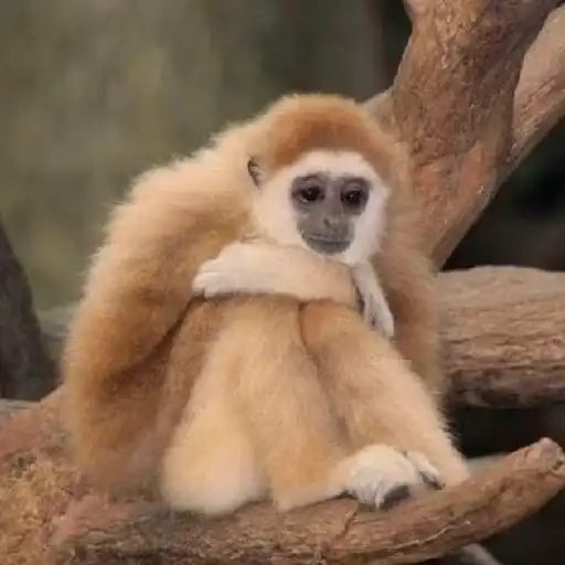 Melhor Grupo➠ preview