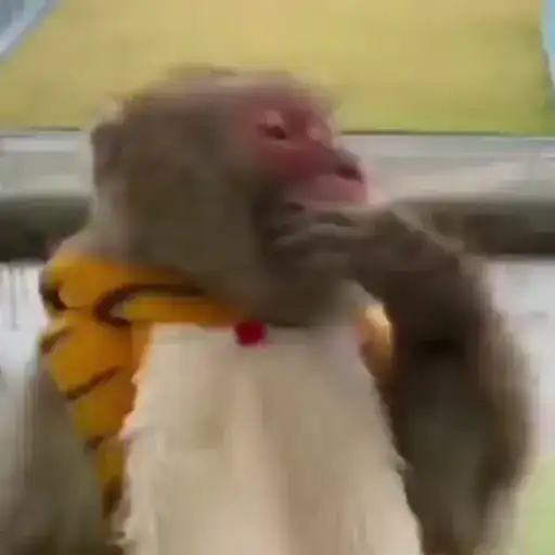 Бибизяны 8 > preview