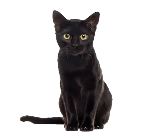 Sticker 🐈‍⬛️