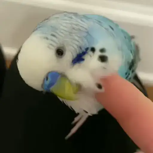 Parrot🦜💕 preview