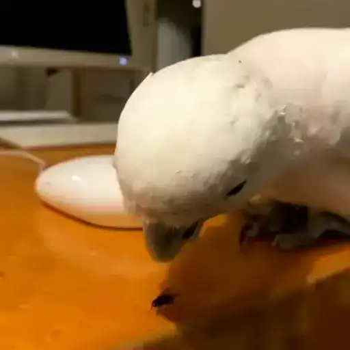 Parrot🦜💕 preview