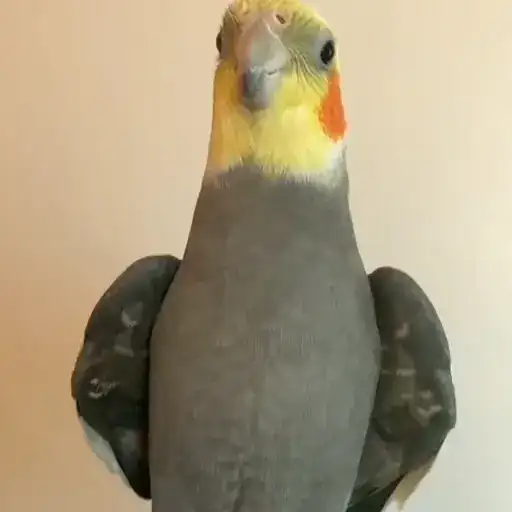 Parrot🦜💕 preview