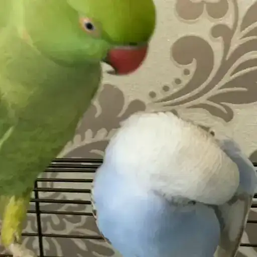 Parrot🦜💕 preview