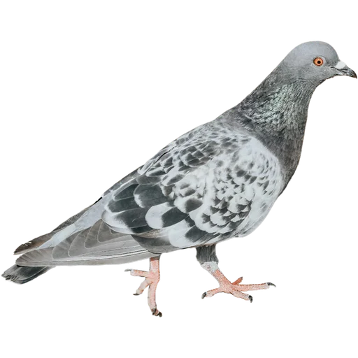 Sticker 🚶‍➡️