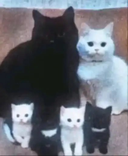 Sticker 👨‍👩‍👧‍👦