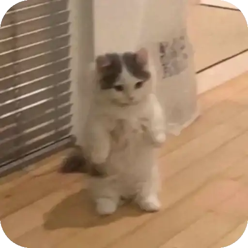 Sticker 🐱