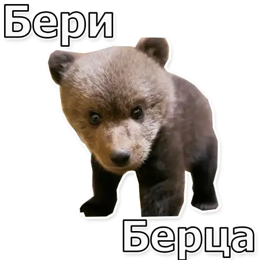 Sticker 🐻