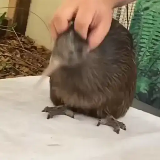 Киве киве киве preview