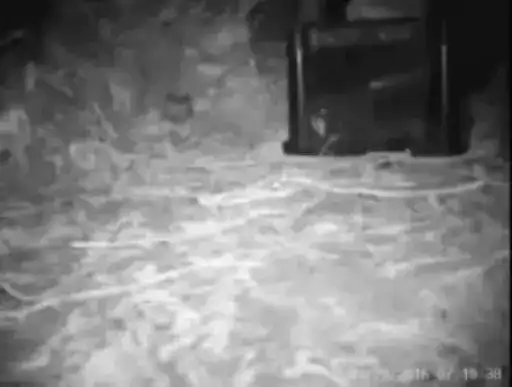 Киве киве киве preview