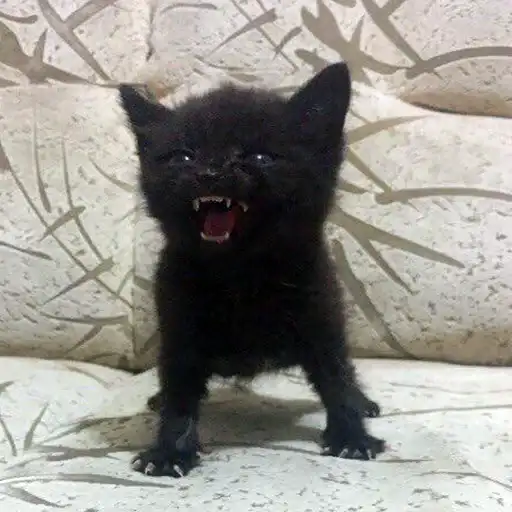 Мемные для тебя preview