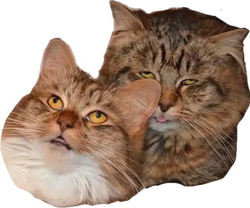 Sticker 👨‍❤️‍💋‍👨