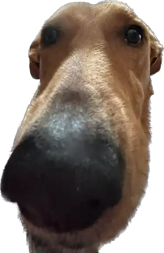 Жвётны Боня preview