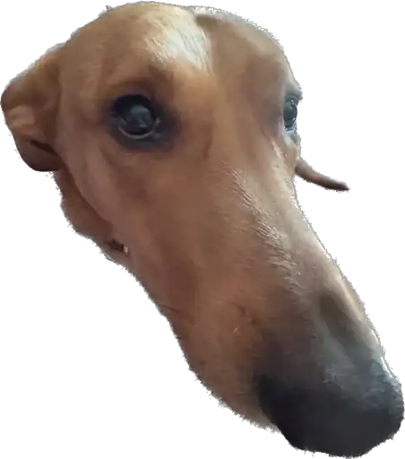 Жвётны Боня preview