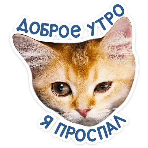 Sticker 🐱
