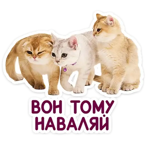 Sticker 🐱