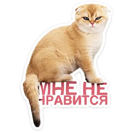 Котятки preview