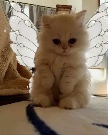 Sticker 🧚‍♀️