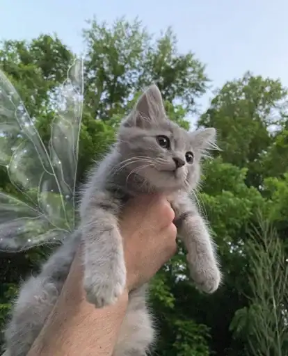 Sticker 🧚‍♀️