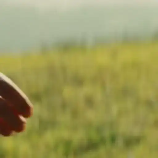 Бесславные ублюдки preview