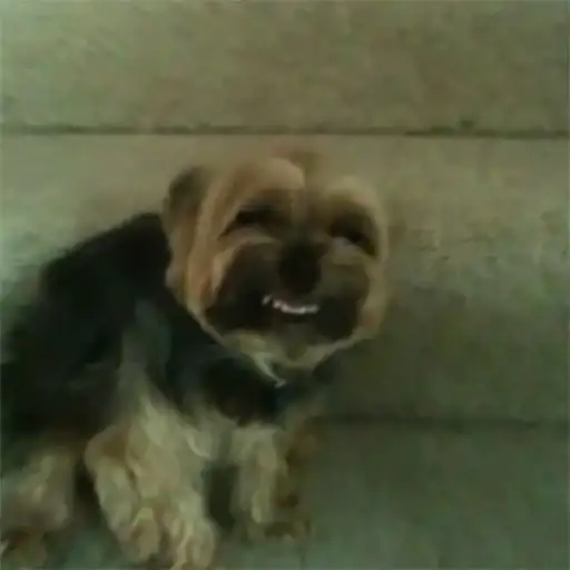 Derp Zone 🐾 preview