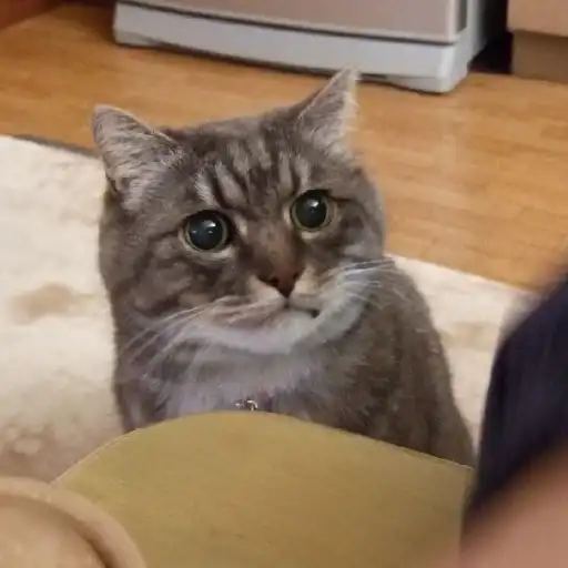 Derp Zone 🐾 preview