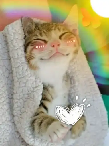 Kittens🐾Clau preview