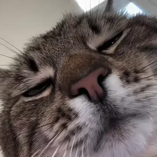 Sticker 🐈‍⬛️