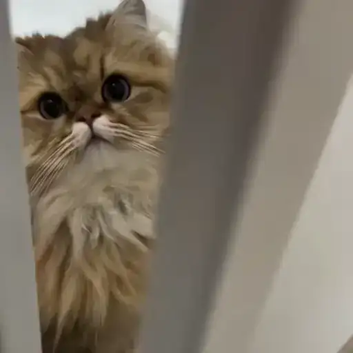 Sticker 🐈‍⬛️