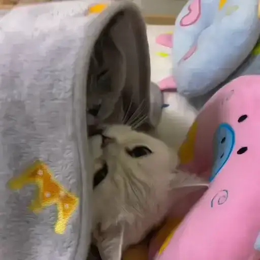 Sticker 🐈‍⬛️