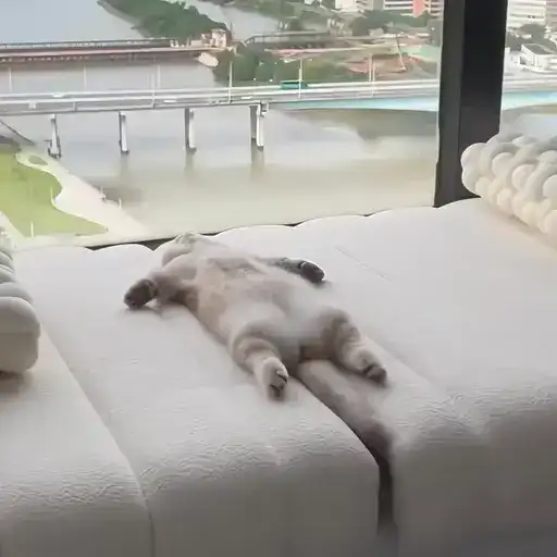 Sticker 🐈‍⬛️