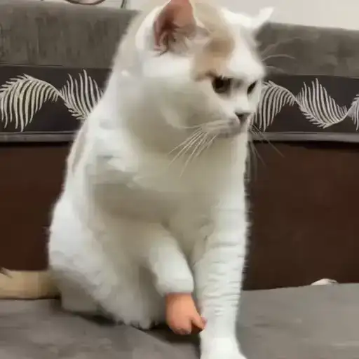 Sticker 🐈‍⬛️