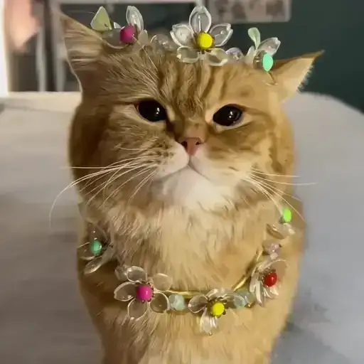 Sticker 🐈‍⬛️