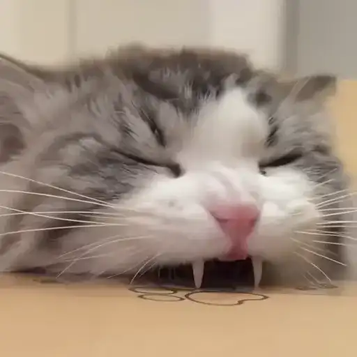 Sticker 🐈‍⬛️