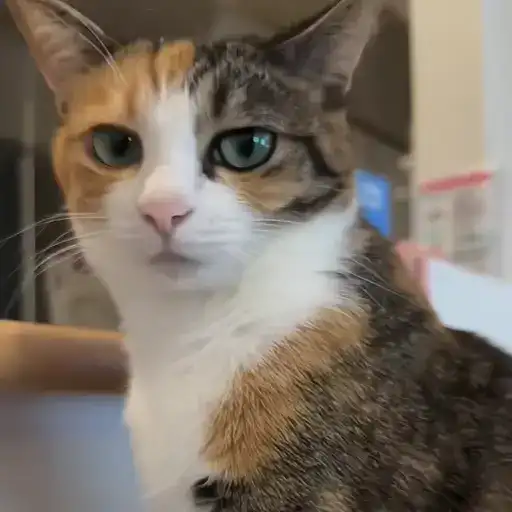 Sticker 🐈‍⬛️