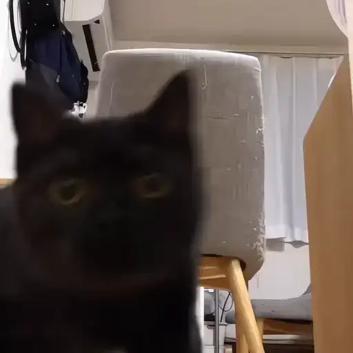 Sticker 🐈‍⬛️